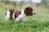 SPRINGER SPANIEL 061